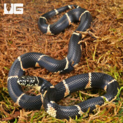 Baby Eastern Chain Kingsnake