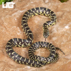 C.B. Baby Florida Kingsnake