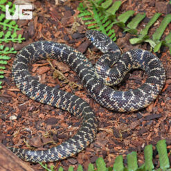 C.B. Yearling Florida Kingsnake