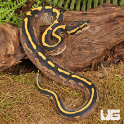 Baby Male Freeway Ball Python