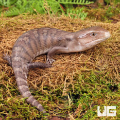 Baby Northern Blue Tongue Skink