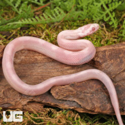 Baby Salmon Snow Motley Cornsnake