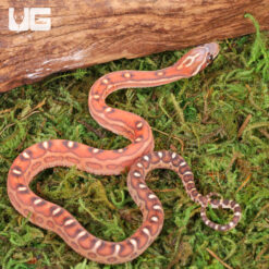 Baby Scaleless Classic Cornsnake