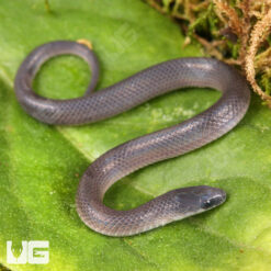 Baby Smooth Earth Snake