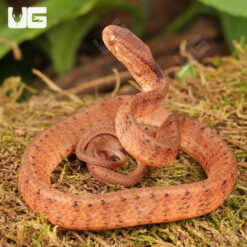 Baby Smooth Slug Snake