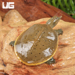 Baby Spiny Softshell Turtle