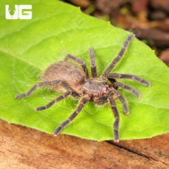 Dominican Purple Birdeater Tarantula (.5 - .75'')