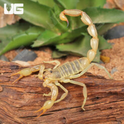 Egyptian Yellow Fat Tail Scorpion