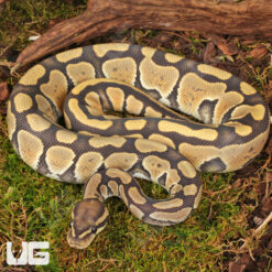 Yearling Male Hypo Het Tri Stripe Ball Python #27