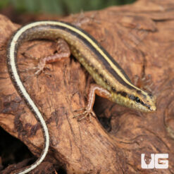 Javan Forest Skink