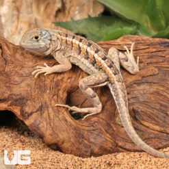 Malagasy Three Eyed Lizard