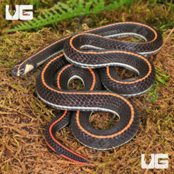 Malayan Banded Coral Snake