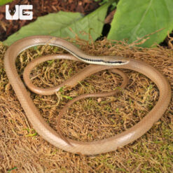 Malayan Ringneck Snake