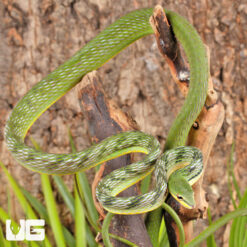 Malaysian Vine Snake