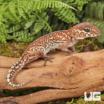 Panther Gecko