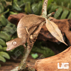 Satanic Leaftail Gecko