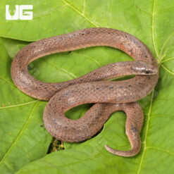 Adult Female Smooth Earth Snake