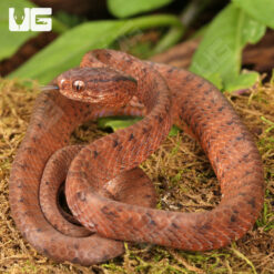 Smooth Slug Snake
