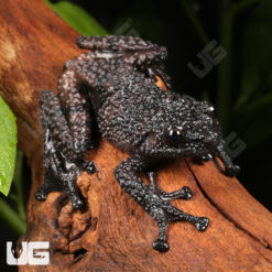 Ryabov's Bug-Eyed Frog