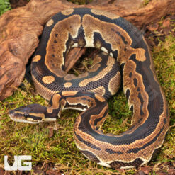 Yearling Male Tri Stripe Het Hypo Ball Python #23