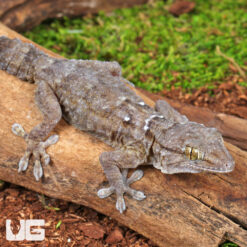 White Spot Gecko