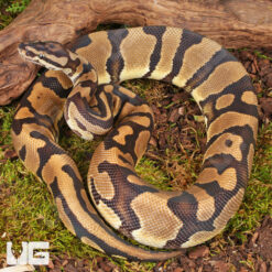 Yearling Male Static Ball Python #13