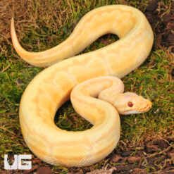 Yearling Male Albino Lemonblast Ball Python #5