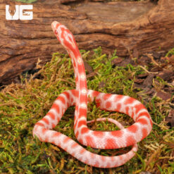 Baby Candy Cane Cornsnake