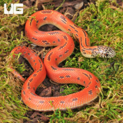 Baby Hypo Mosaic Brooks Kingsnake