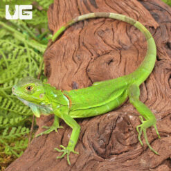 Baby Green Iguana