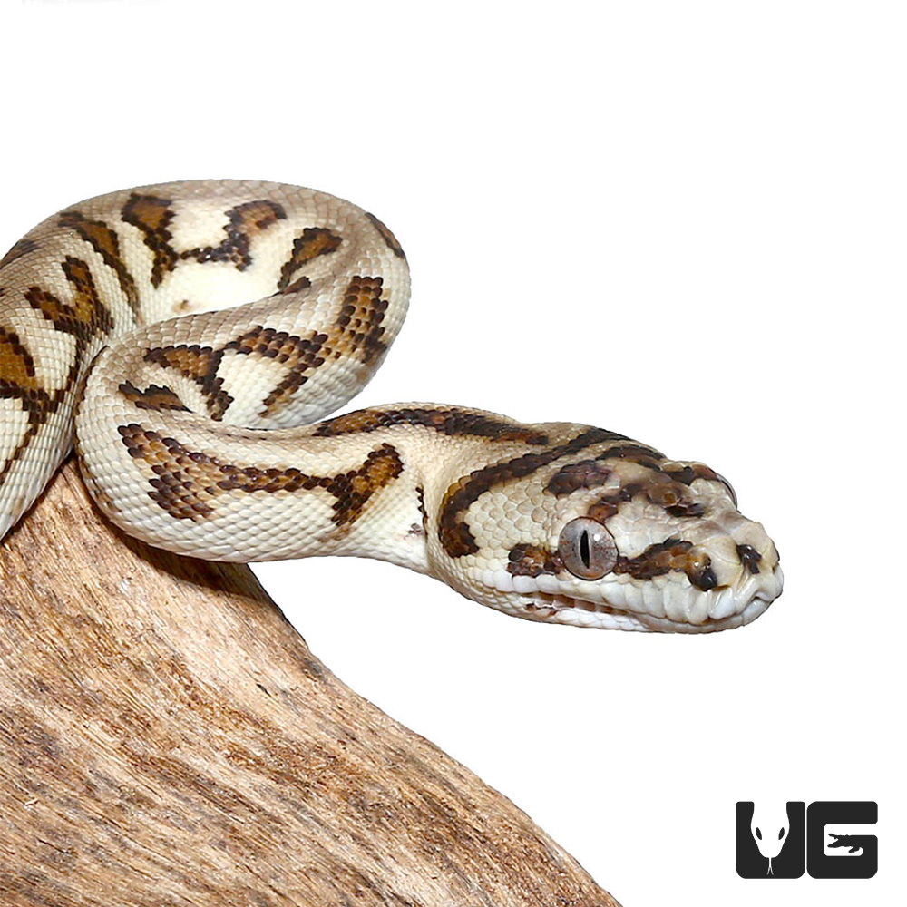 Quick Order - UGR Wholesale