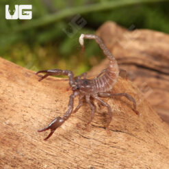 Baby Vietnam Forest Scorpion