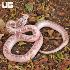 Baby White Sided Axanthic Florida Kingsnake
