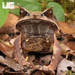 Adult Malayan Long Nosed Horned Frog