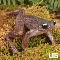 Ailao Spiny Toad