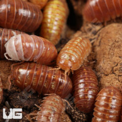 Armadillidium Vulgare "Orange Vigor" Isopods -- 10 Count