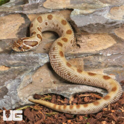 Baby Anaconda Western Hognose Snake