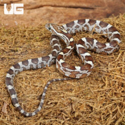 Baby Caramel Blood Red Het Albino Cornsnake