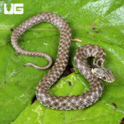 Baby Egyptian Diced Water Snake