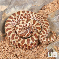 Baby Normal Western Hognose Snake