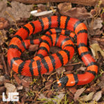 Baby Tangerine Het Hypo Albino Honduran Milksnake Baby Tangerine Het Hypo Albino Honduran Milksnake