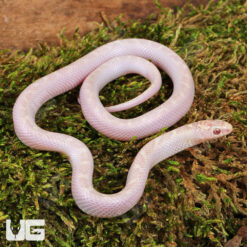 Baby White Sided Lavender Florida Kingsnake
