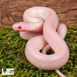 Baby Albescent Florida Kingsnake