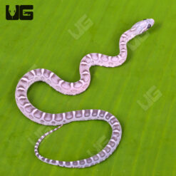 Baby Anery Scaleless Cornsnake