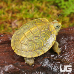 Baby Clown Red Ear Slider Turtle