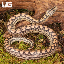 C.B. Baby Colombian Rainbow Boa