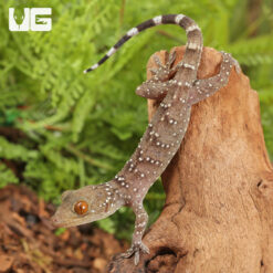 Baby Nutaphand's Red-Eyed Gecko