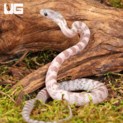 Baby Lava Cinder Cornsnake