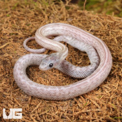 Baby Lava Cinder Tessera Cornsnake
