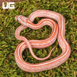 Baby Lava Tessera Cornsnake